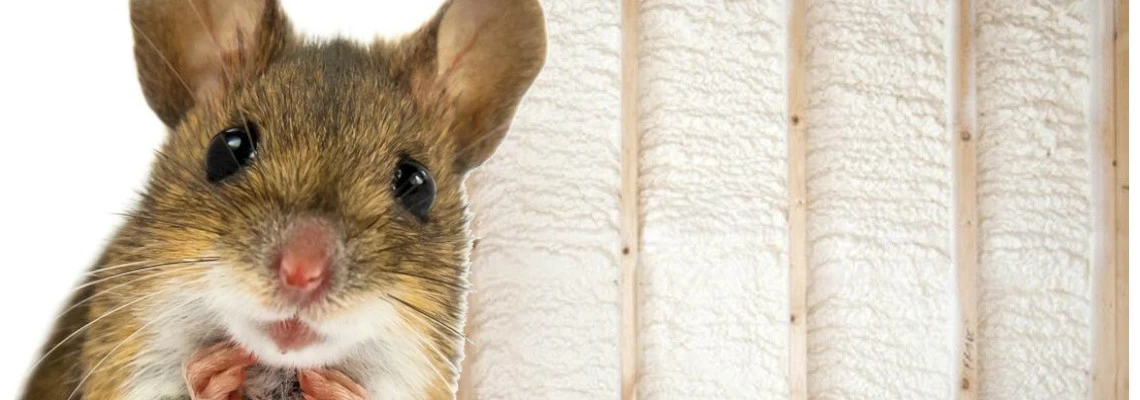 DEFEND YOUR HOME: SUPERIOR SPRAY FOAM AND FOIL INSULATION TO OUTSMART MICE!