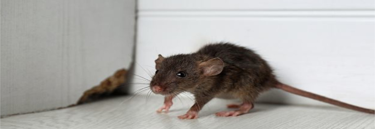 Will Spray Foam Insulation Keep Mice Out of Your Home?