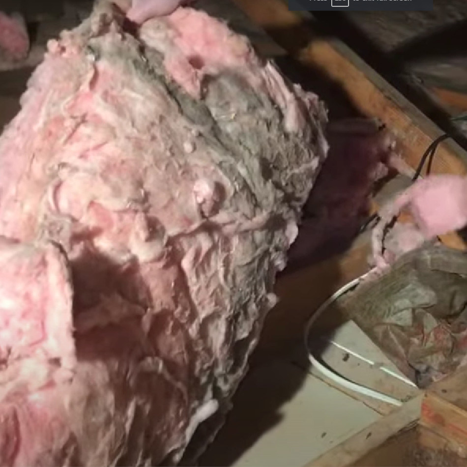 man shows wet fibreglass insulation that need to be removed